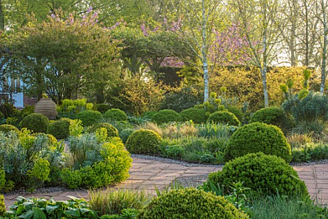 MITTON_MANOR_STAFFORDSHIRE_FORMAL_BOX_TOPIARY_GARDEN_SPRING_PATH_CLIPPED_BOX_BUXUS_HEDGES_MOUNDS_HED