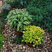 VARIEGATED SAGE AND GOLDEN MARJORAM IN TERRACOTTA POTS SURROUNDED BY GRAVEL.  CHELSEA 1994
