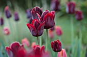 MITTON MANOR, STAFFORDSHIRE: CLOSE UP OF DARK RED FLOWERS OF TULIP- TULIPA RECREADO. SPRING, APRIL, BULBS