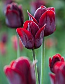 MITTON MANOR, STAFFORDSHIRE: CLOSE UP OF DARK RED FLOWERS OF TULIP- TULIPA RECREADO. SPRING, APRIL, BULBS