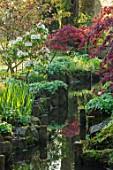 MITTON MANOR, STAFFORDSHIRE: THE STREAM WITH JAPANESE MAPLES AND RHODODENDRON, WATER, SHADE, SHADY