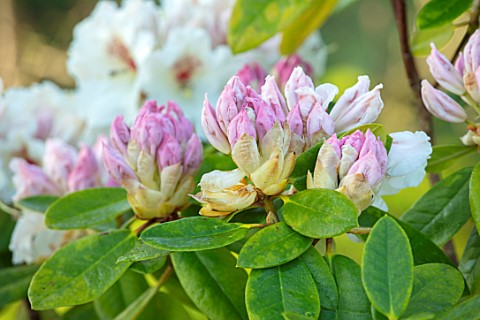 MITTON_MANOR_STAFFORDSHIRE_RHODODENDRON_IN_THE_STREAM_GARDEN_IN_SPRING_APRIL_ENGLISH_COUNTRY_GARDENS