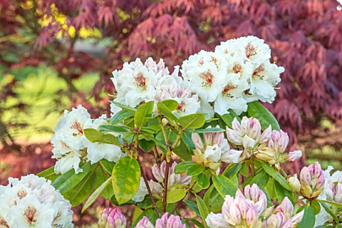 MITTON_MANOR_STAFFORDSHIRE_RHODODENDRON_AND_JAPANESE_MAPLE_IN_THE_STREAM_GARDEN_IN_SPRING_APRIL_ENGL