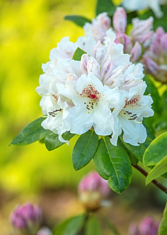 MITTON_MANOR_STAFFORDSHIRE_RHODODENDRON_IN_THE_STREAM_GARDEN_IN_SPRING_APRIL_ENGLISH_COUNTRY_GARDENS