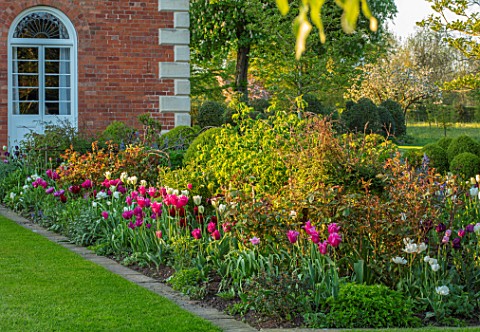 MORTON_HALL_WORCESTERSHIRE_BORDER_WITH_PINK_AND_TULIPS_BESIDE_LAWN__TULIPA_MARIETTE_SPRING_GREEN_LAS