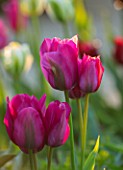 MORTON HALL, WORCESTERSHIRE:CLOSE UP PLANT PORTRAIT OF GREEN, PINK TULIP - TULIPA NIGHT CLUB. FLOWERS, FLOWERING, SPRING, BULBS, BLOOMS