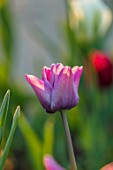 MORTON HALL, WORCESTERSHIRE:CLOSE UP PLANT PORTRAIT OF BLUE, PINK TULIP - TULIPA BLEU AIMABLE. FLOWERS, FLOWERING, SPRING, BULBS, BLOOMS