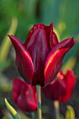 MORTON HALL, WORCESTERSHIRE:CLOSE UP PLANT PORTRAIT OF DARK, RICH, RED TULIP - TULIPA LASTING LOVE. FLOWERS, FLOWERING, SPRING, BULBS, BLOOMS