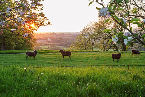 MORTON_HALL_WORCESTERSHIRE_THE_MEADOW_AT_SUNSET_LOOKING_WEST_SHEEP_ANIMALS