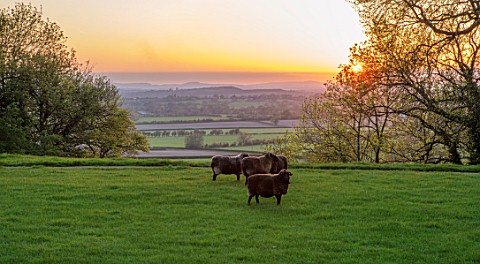 MORTON_HALL_WORCESTERSHIRE_THE_LAWN_AT_SUNSET_WITH_SHEEP_LOOKING_WEST