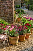 THE CONIFERS, OXFORDSHIRE: DESIGNER CLIVE NICHOLS: PATIO, COURTYARD, CONTAINERS, TULIPS, TULIPA, SPRING, WALLFLOWERS, GRAVEL, CHAIR, CUSHIONS, FRONT GARDEN
