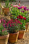 THE CONIFERS, OXFORDSHIRE: DESIGNER CLIVE NICHOLS: PATIO, COURTYARD, CONTAINERS, TULIPS, TULIPA, SPRING, WALLFLOWERS, GRAVEL, FRONT GARDEN