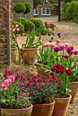 THE CONIFERS, OXFORDSHIRE: DESIGNER CLIVE NICHOLS: PATIO, COURTYARD, CONTAINERS, TULIPS, TULIPA, SPRING, WALLFLOWERS, GRAVEL, FRONT GARDEN, CATS, PETS
