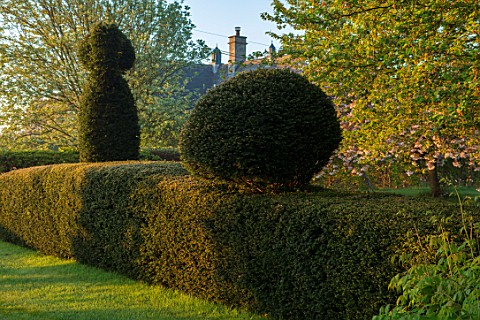 THE_MANOR_HOUSE_STEVINGTON_BEDFORDSHIRE_CLIPPED_TOPIARY_YEW_HEDGES_HEDGING_TAXUS