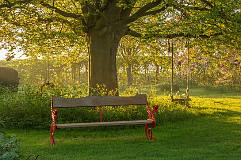 THE_MANOR_HOUSE_STEVINGTON_BEDFORDSHIRE_LAWN_TREE_AND_DRAGON_SEAT_BENCHES_SPRING