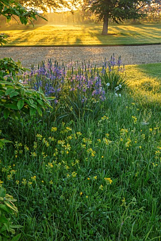 THE_MANOR_HOUSE_STEVINGTON_BEDFORDSHIRE_LAWN_TREES_MEADOWS_BLUE_YELLOW_FLOWERS_OF_CAMASSIA__ON_LAWN_