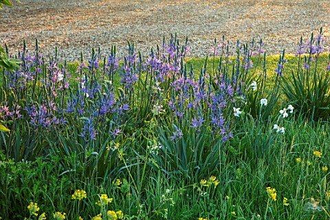 THE_MANOR_HOUSE_STEVINGTON_BEDFORDSHIRE_MEADOWS_BLUE_YELLOW_FLOWERS_OF_CAMASSIA__ON_LAWN_SPRING_SUNR