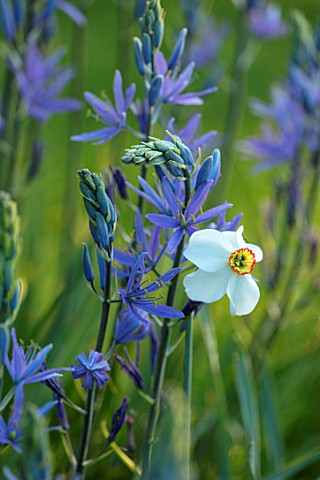 THE_MANOR_HOUSE_STEVINGTON_BEDFORDSHIRE_MEADOWS_BLUE_WHITE_FLOWERS_OF_CAMASSIA__ON_LAWN_SPRING_SUNRI