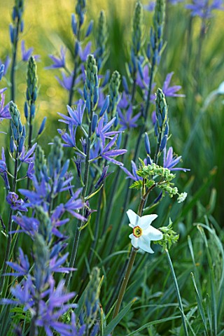 THE_MANOR_HOUSE_STEVINGTON_BEDFORDSHIRE_MEADOWS_BLUE_WHITE_FLOWERS_OF_CAMASSIA__ON_LAWN_SPRING_SUNRI
