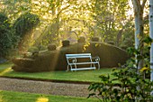 THE MANOR HOUSE, STEVINGTON, BEDFORDSHIRE: DRAGON CLIPPED TOPIARY YEW HEDGING, HEDGES, WOODEN SEAT, BENCHES, SUNRISE