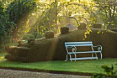 THE MANOR HOUSE, STEVINGTON, BEDFORDSHIRE: DRAGON CLIPPED TOPIARY YEW HEDGING, HEDGES, WOODEN SEAT, BENCHES, SUNRISE