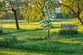 THE MANOR HOUSE, STEVINGTON, BEDFORDSHIRE: EARLY MORNING LIGHT ON MEADOW WITH SPRING BLOSSOM AND CAMASSIAS. BLUE, WHITE FLOWERS, FLOWERING, BULBS, TREES, ENGLISH , COUNTRY, GARDEN
