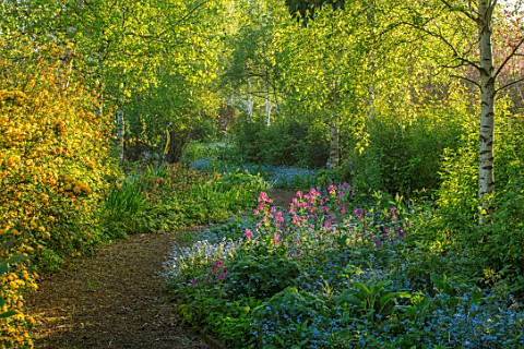 THE_MANOR_HOUSE_STEVINGTON_BEDFORDSHIRE_PATH_THROUGH_THE_WINTER_WALK_IN_SPRING_BIRCH_TREES_CENTRANTH