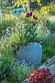 THE MANOR HOUSE, STEVINGTON, BEDFORDSHIRE: METAL CONTAINER PLANTED WITH TULIPS AND OXE EYE DAISIES. WOODEN, SLEEPERS, RAISED, BEDS