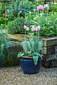 THE MANOR HOUSE, STEVINGTON, BEDFORDSHIRE: RAISED BED, RAILWAY, SLEEPERS, BLUE, GLAZED, CONTAINER, PLANTED WITH TULIP SANNE