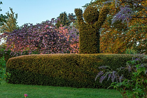 THE_MANOR_HOUSE_STEVINGTON_BEDFORDSHIRE_YEW_HEDGE_AND_CLIPPED_TOPIARY_FIGURE_SPRING_ENGLISH_COUNTRY_