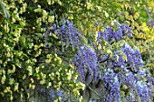 THE MANOR HOUSE, STEVINGTON, BEDFORDSHIRE: PLANT COMBINATION, ASSOCIATION - ROSA BANKSIAE LUTEA AND WISTERIA CAROLINE. FLOWERS, YELLOW, BLUE, SPRING