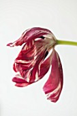 BAYNTUN FLOWERS: CLOSE UP PLANT PORTRAIT OF HERITAGE, BROKEN TULIP - TULIPA MABEL. 1915, RED, WHITE, FLOWERS, FLOWERING, BULBS, FLAMED, REMBRANDT, GLASS BOTTLE