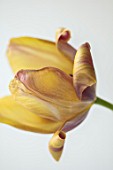 BAYNTUN FLOWERS: CLOSE UP PLANT PORTRAIT OF TULIP - TULIPA OLD TIMES. 1919, BROWN, YELLOW, BREEDER, PETALS, FLOWERS