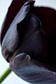 CLOSE UP PLANT PORTRAIT OF BLACK TULIP - TULIPA PAUL SCHERER. BLACK, FLOWERS, FLOWER, SPRING, SINGLE LATE, PURPLE, DARK