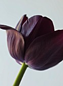 CLOSE UP PLANT PORTRAIT OF BLACK TULIP - TULIPA QUEEN OF NIGHT. BLACK, FLOWERS, FLOWER, SPRING, SINGLE LATE, PURPLE, DARK