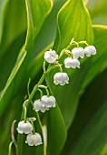 AVONDALE NURSERIES, COVENTRY: CLOSE UP PLANT PORTRAIT OF LILY-OF-THE-VALLEY - CONVALLARIA MAJALIS HALDEN GRANGE, PETALS, FLOWERS, BULBS, LILY, OF, THE, VALLEY, SPRING, WHITE, BELLS