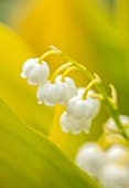 AVONDALE NURSERIES, COVENTRY: CLOSE UP PLANT PORTRAIT OF LILY-OF-THE-VALLEY - CONVALLARIA MAJALIS GOLDEN SLIPPERS, PETALS, FLOWERS, BULBS, LILY, OF, THE, VALLEY, SPRING, WHITE