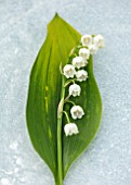 AVONDALE NURSERIES, COVENTRY: CLOSE UP PLANT PORTRAIT OF LILY-OF-THE-VALLEY - CONVALLARIA MAJALIS GREEN TAPESTRY, PETALS, FLOWERS, BULBS, LILY, OF, THE, VALLEY, SPRING, WHITE