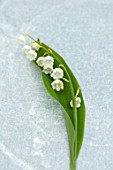 AVONDALE NURSERIES, COVENTRY: CLOSE UP PLANT PORTRAIT OF LILY-OF-THE-VALLEY - CONVALLARIA MAJALIS, PETALS, FLOWERS, BULBS, LILY, OF, THE, VALLEY, SPRING, WHITE