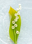 AVONDALE NURSERIES, COVENTRY: CLOSE UP PLANT PORTRAIT OF LILY-OF-THE-VALLEY - CONVALLARIA MAJALIS GOLDEN JUBILEE, PETALS, FLOWERS, BULBS, LILY, OF, THE, VALLEY, SPRING, WHITE