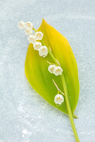 AVONDALE_NURSERIES_COVENTRY_CLOSE_UP_PLANT_PORTRAIT_OF_LILYOFTHEVALLEY__CONVALLARIA_MAJALIS_GOLDEN_S