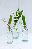 AVONDALE NURSERIES, COVENTRY: LILY-OF-THE-VALLEY - CONVALLARIA MAJALIS, VAR.ROSEA AND BORDEAUX IN GLASS BOTTLES, PETALS, FLOWERS, BULBS, LILY, OF, THE, VALLEY, SPRING, WHITE