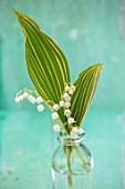 AVONDALE NURSERIES, COVENTRY: LILY-OF-THE-VALLEY - CONVALLARIA MAJALIS VARIEGATA IN GLASS BOTTLE, PETALS, FLOWERS, BULBS, LILY, OF, THE, VALLEY, SPRING, WHITE, STILL LIFE