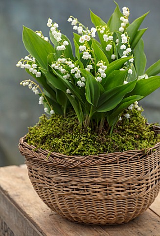 AVONDALE_NURSERIES_COVENTRY_LILYOFTHEVALLEY__CONVALLARIA_MAJALIS_IN_BASKET_WITH_MOSS_ON_TABLE_PETALS
