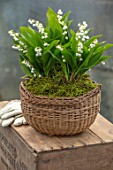 AVONDALE NURSERIES, COVENTRY: LILY-OF-THE-VALLEY - CONVALLARIA MAJALIS, IN BASKET WITH MOSS, ON TABLE. PETALS, FLOWERS, BULBS, LILY, OF, THE, VALLEY, SPRING, WHITE, STILL LIFE