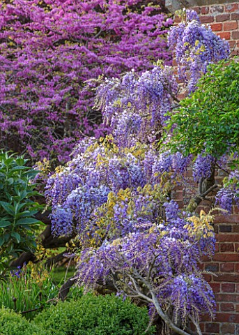 CHILWORTH_MANOR_SURREY_PURPLE_WISTERIA_CLIMBING_OVER_WALL_EASTERN_REDBUD__CERCIS_CANADENSIS