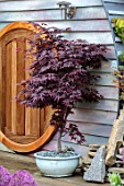 THE MOONGATE GARDEN, SUSSEX: WOODEN DOOR OF HOBBIT HOUSE, JAPANESE MAPLE TREE IN BLUE CONTAINER. SUMMERHOUSE, SUMMER HOUSE, OUTSIDE ROOM, SHED, DEN, OFFICE, WOODEN
