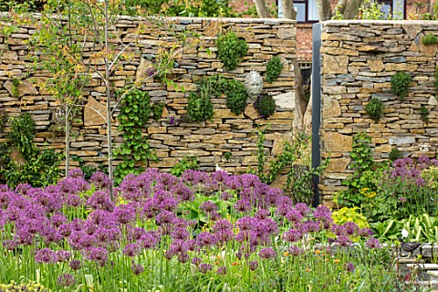 THE_MOONGATE_GARDEN_SUSSEX_BORDERS_IN_SPRING_OF_ALLIUM_FIRMAMENT_WITH_PURBECK_STONE_WALL_BOUNDARY_BO