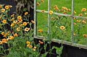 THE MOONGATE GARDEN, SUSSEX: YELLOW GEUM REFLECTED IN MIRROR, BOUNDARY, BOUNDARIES, REFLECTIONS, SPRING