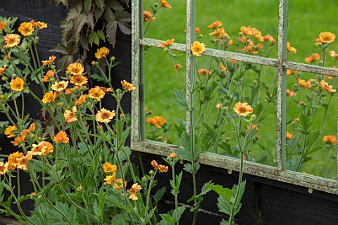 THE_MOONGATE_GARDEN_SUSSEX_YELLOW_GEUM_REFLECTED_IN_MIRROR_BOUNDARY_BOUNDARIES_REFLECTIONS_SPRING